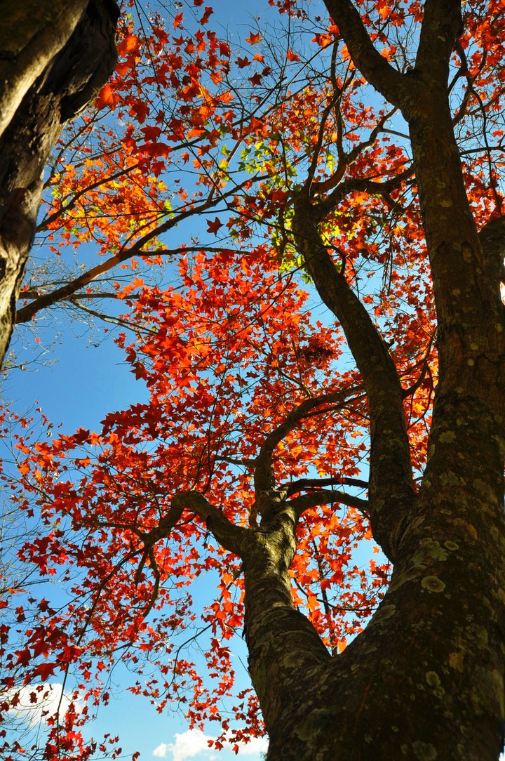 Autumn scenery
