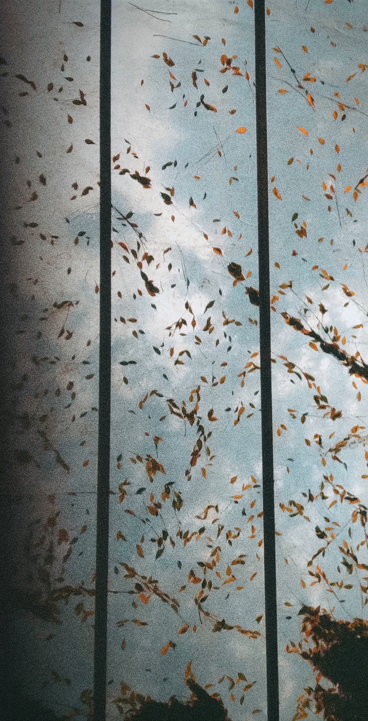 Leaf rain