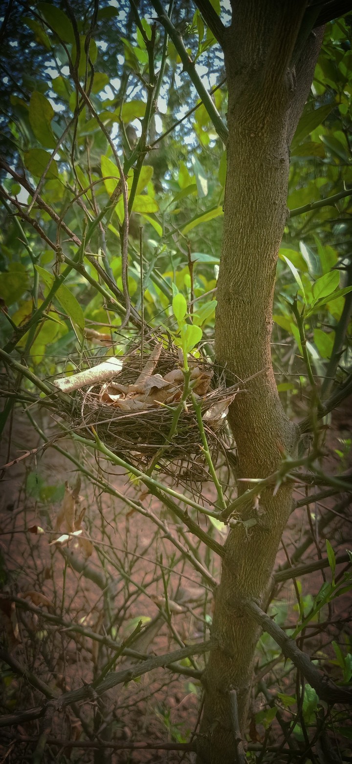 Nest