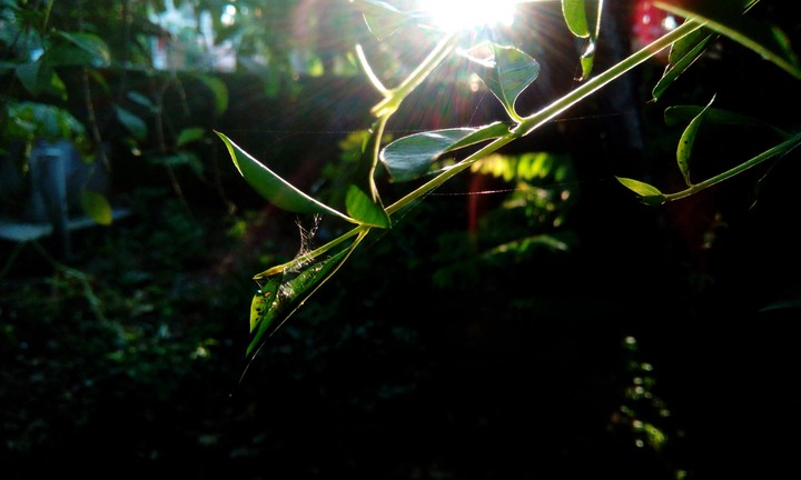 leafy