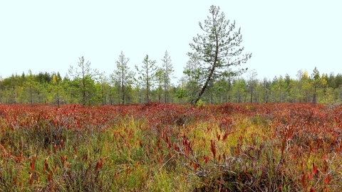 The Colors of Northern Autumn