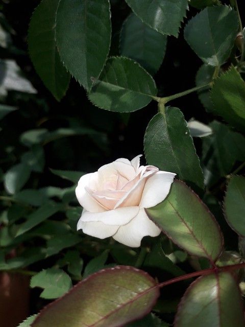petal, branch háttérképek