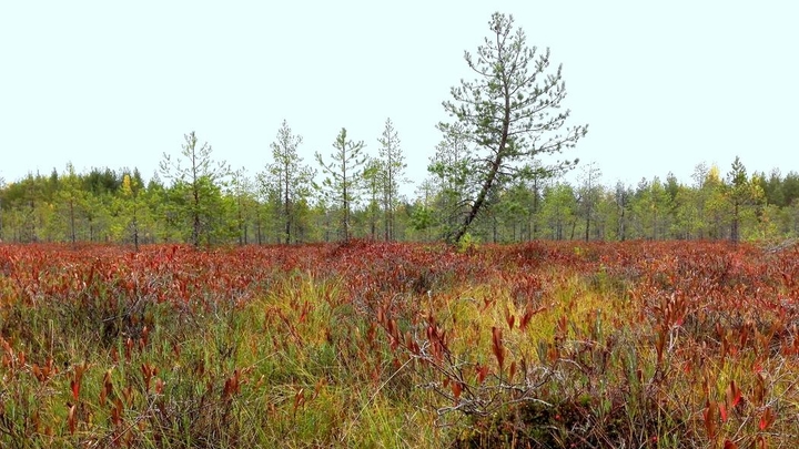 The Colors of Northern Autumn