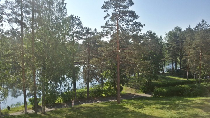 Forest nature