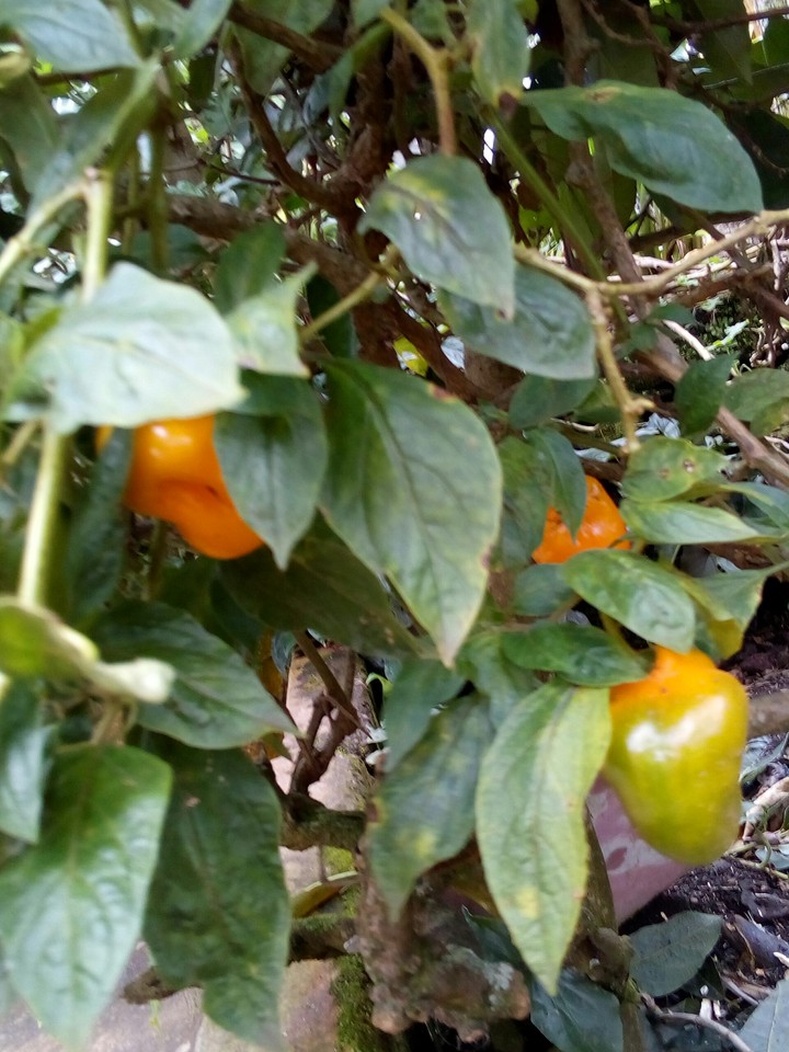 Planta de chile de cera, también llamado extranjero
