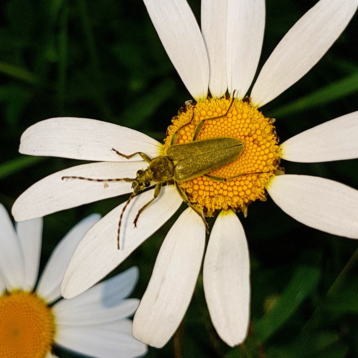 beetle