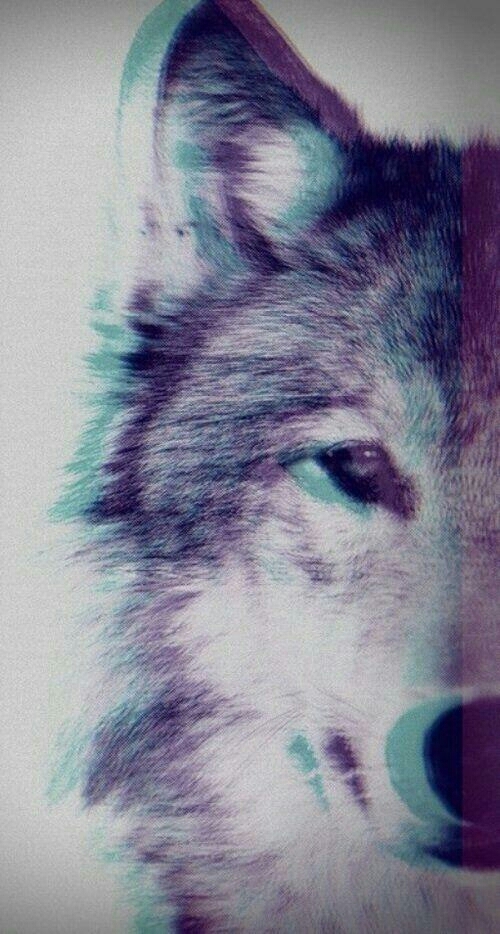 lobo