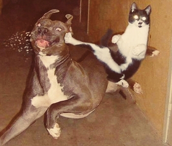 battle