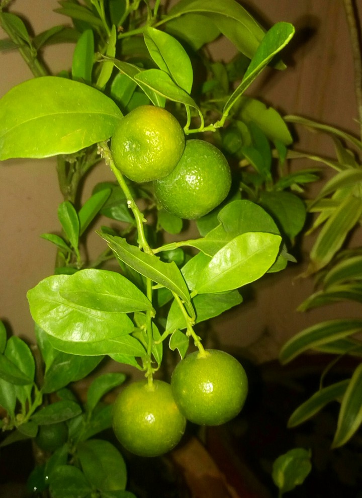 My fruit garden,,, Bonsai Oranges....