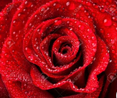 rose