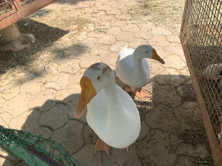duck