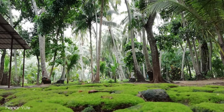 nature