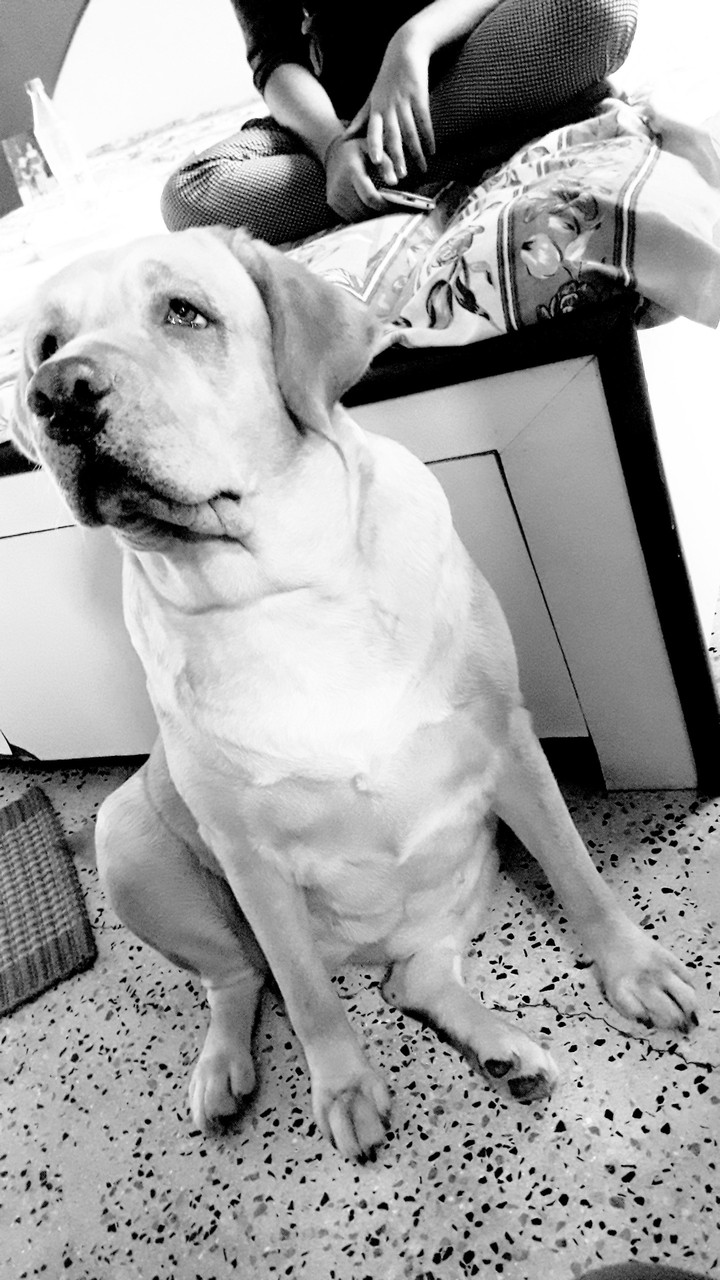 my sumi