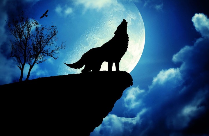 Wolf