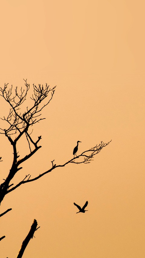 the tree
