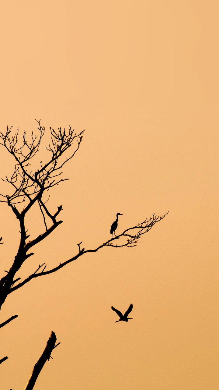 the tree