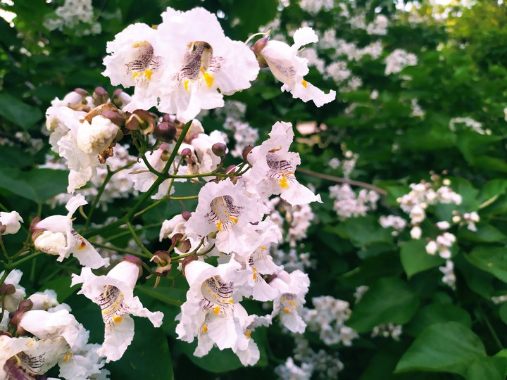 flower