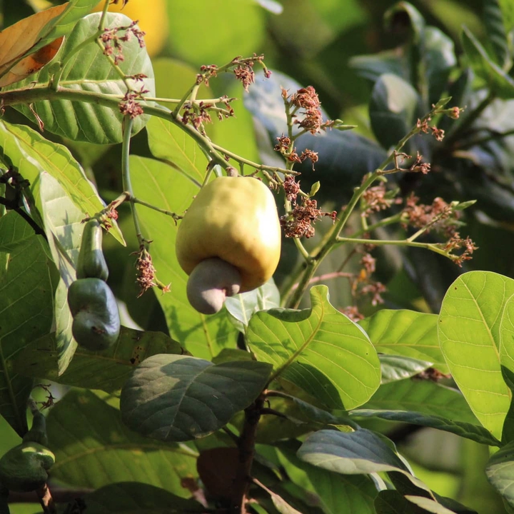 Cashew Nut