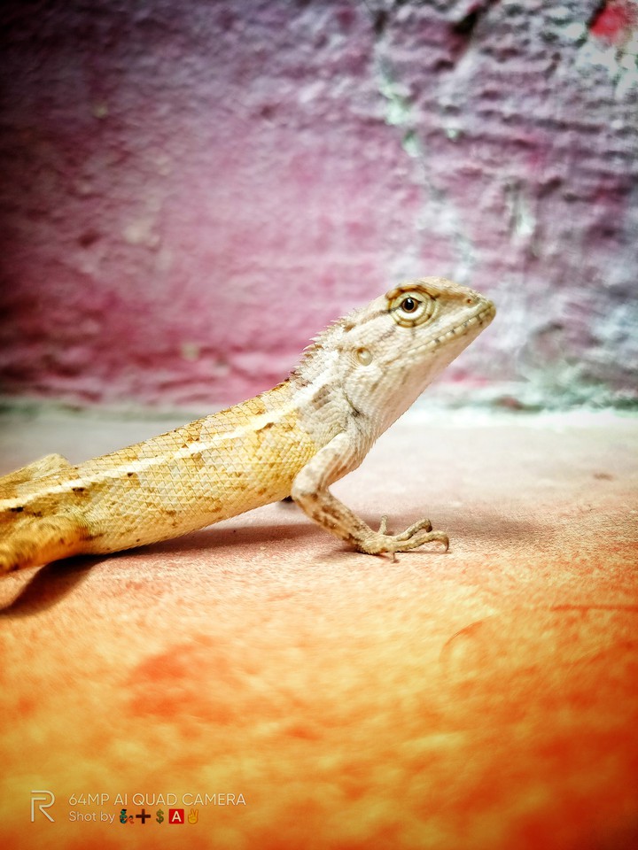 chameleon