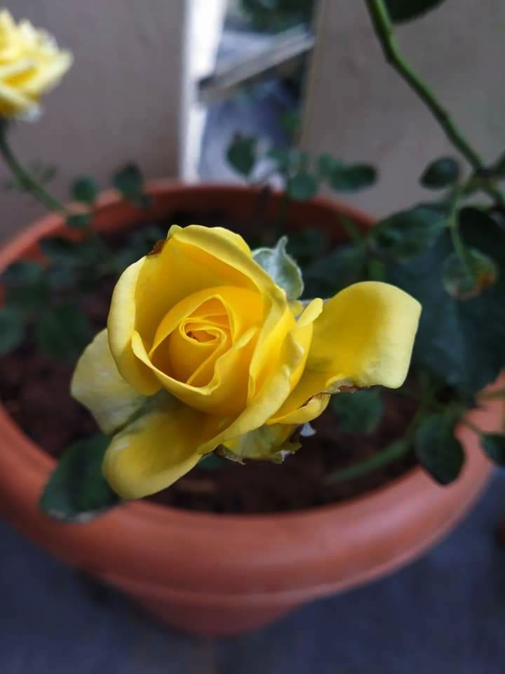 Yellow Rose