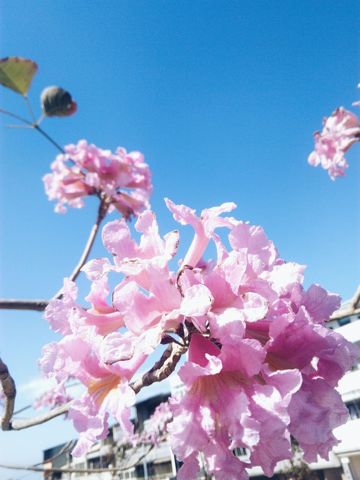 Mountain cherry blossoms