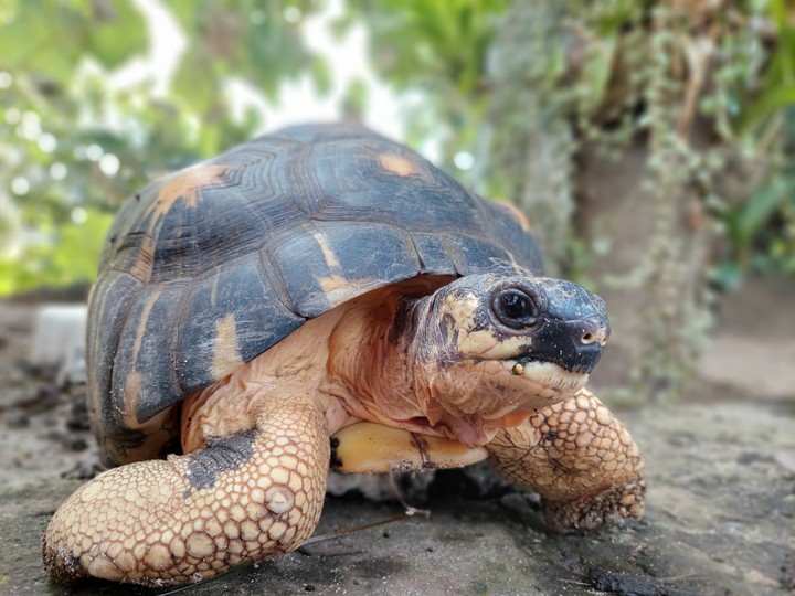 Tortoise