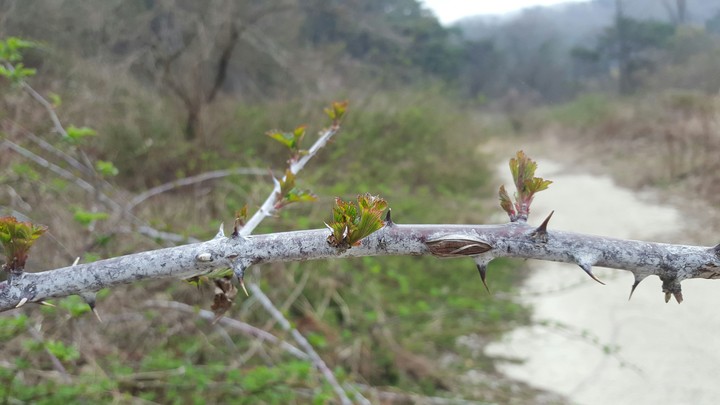 The threshold of spring