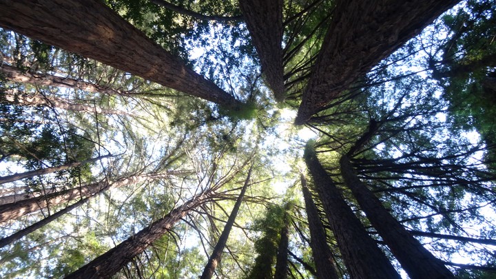 Under the Redwoods