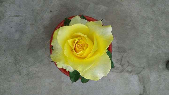 rose
