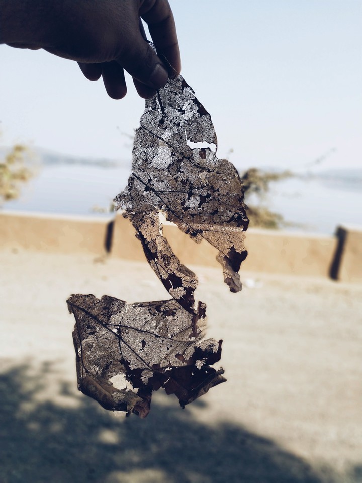 LEAF