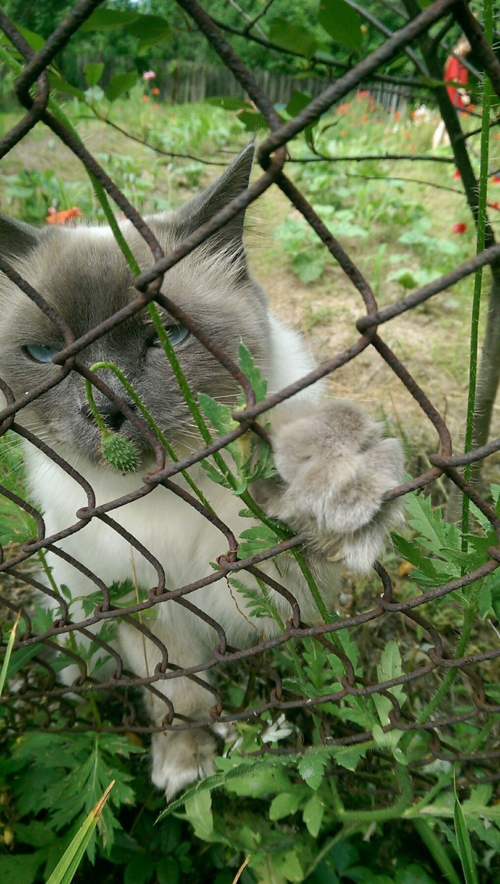 кот
