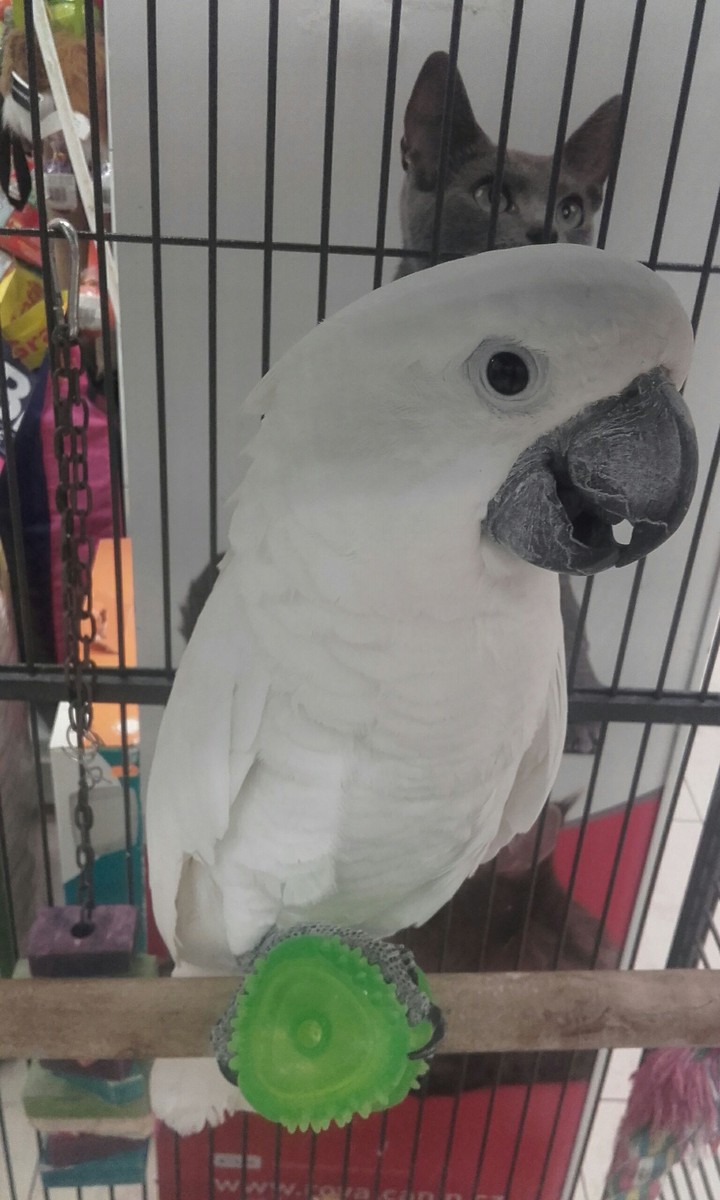 parrot