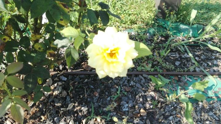 Yellow rose