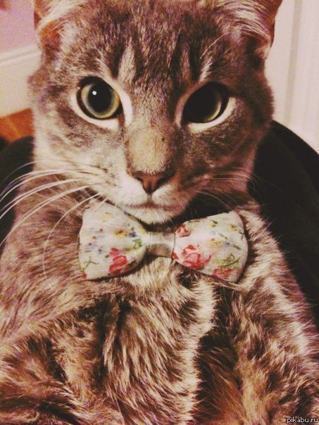 котик