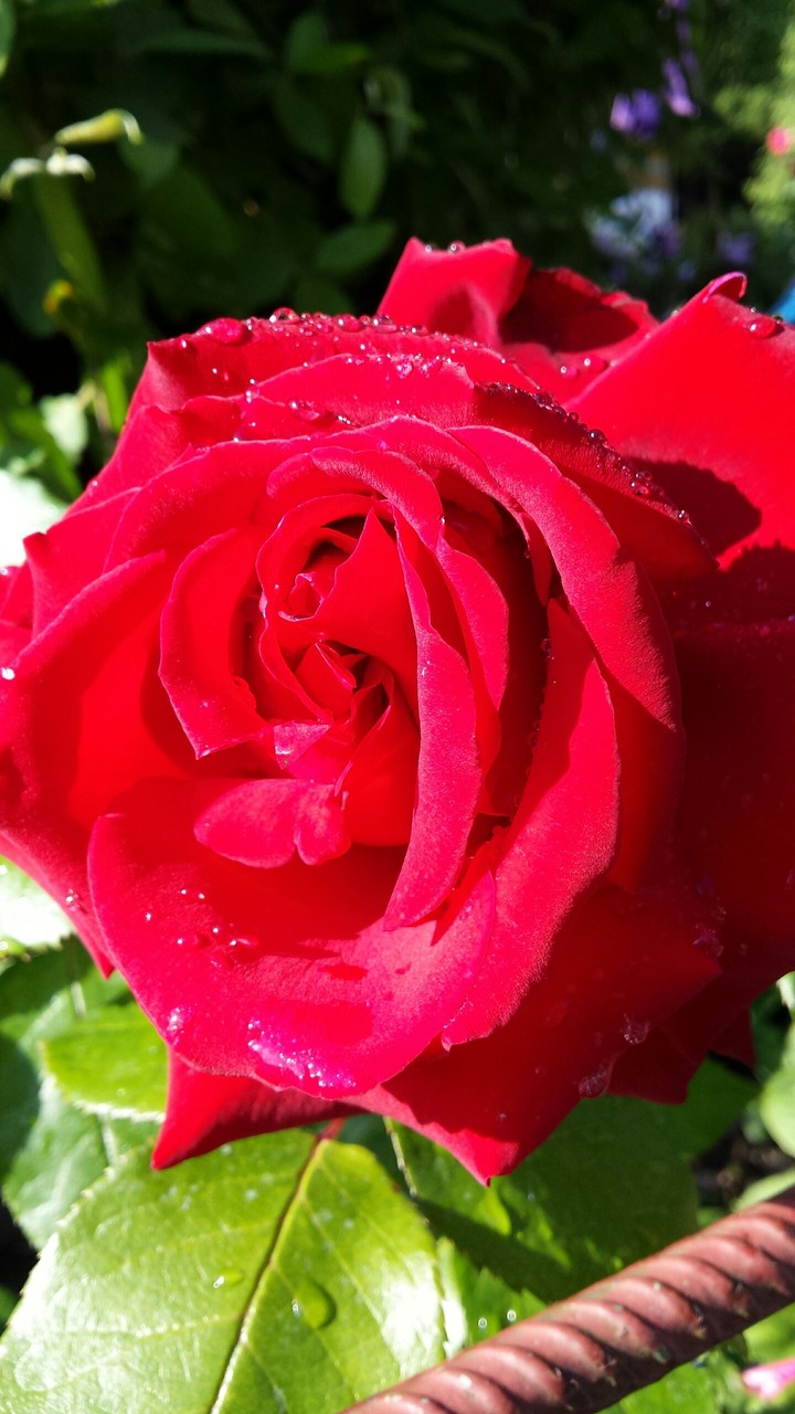 rose