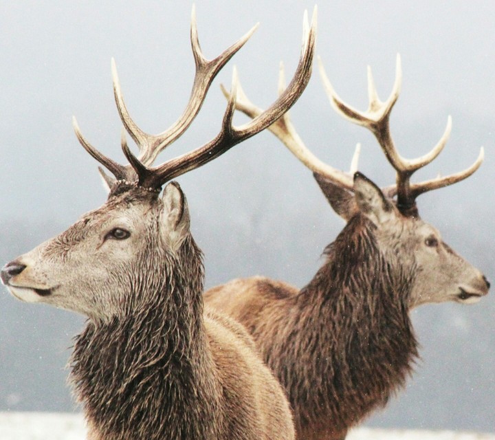 deer