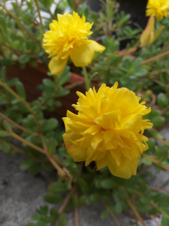flor
