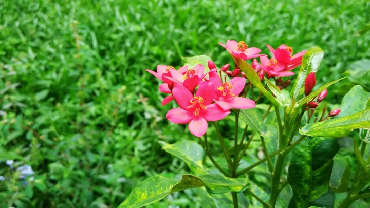 UNDISTURBED COLOURS