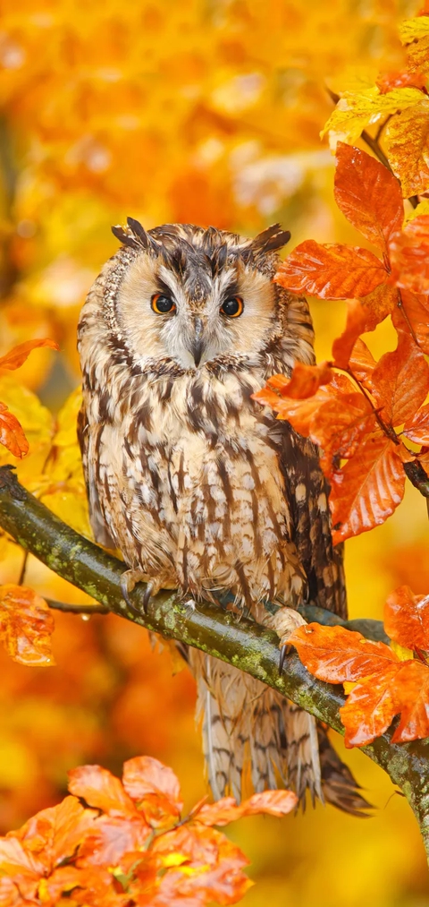 owle