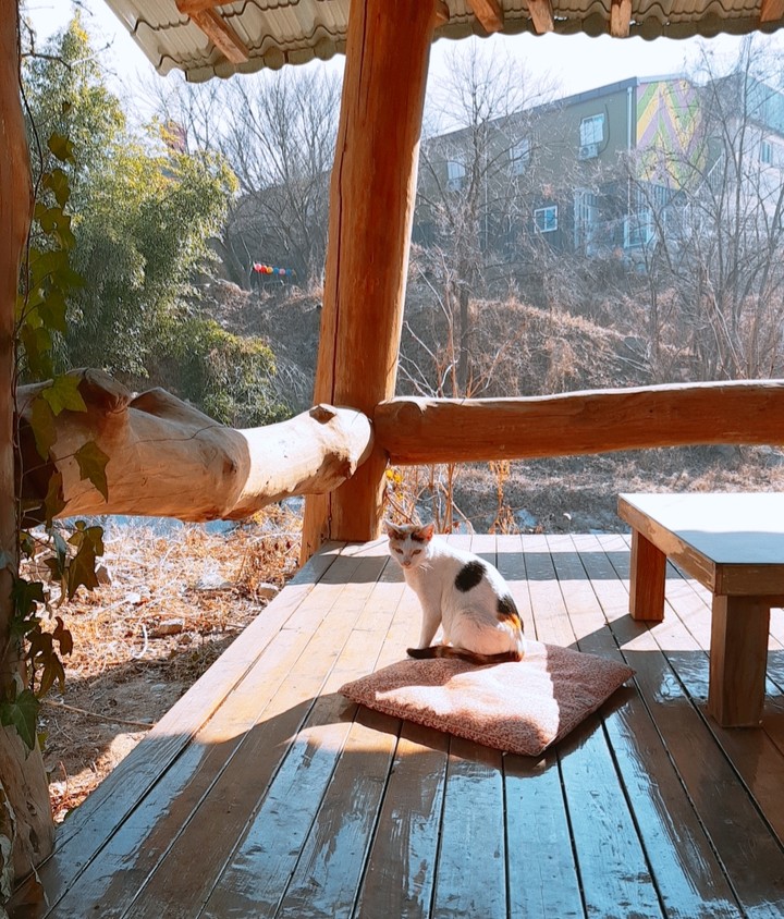 팔공산 고양이