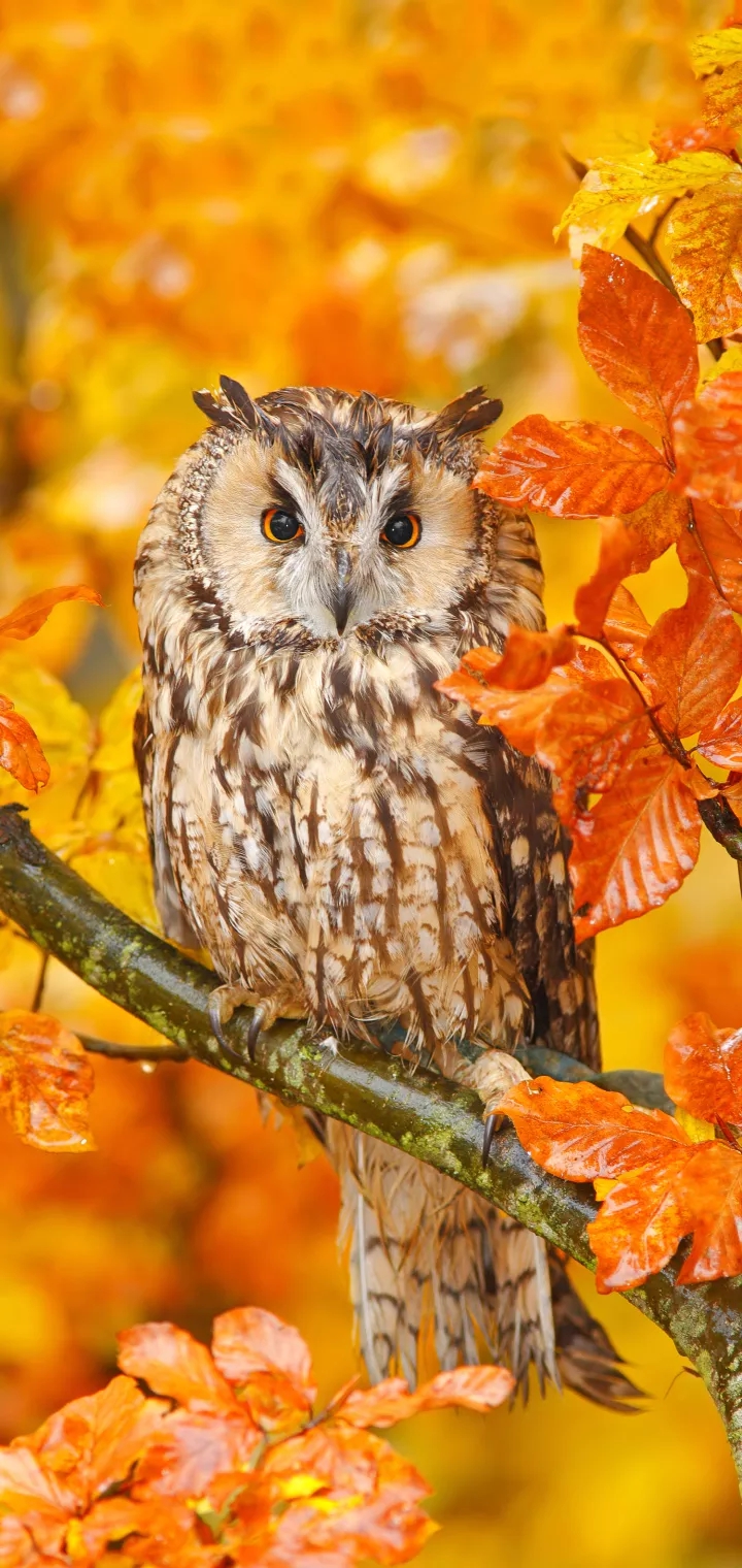 owle
