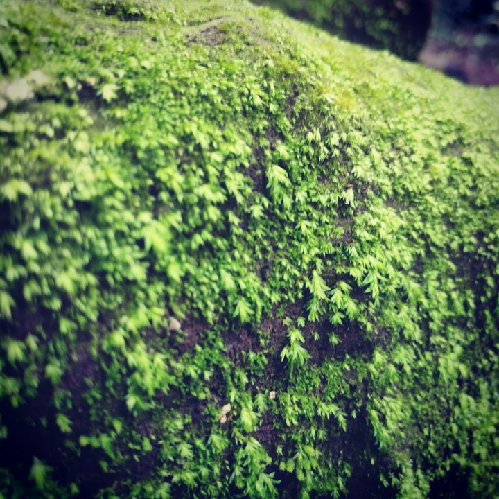 Ferns!!