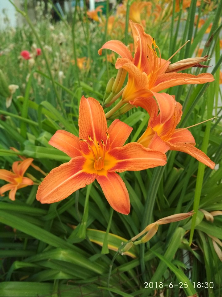 The first lilies
