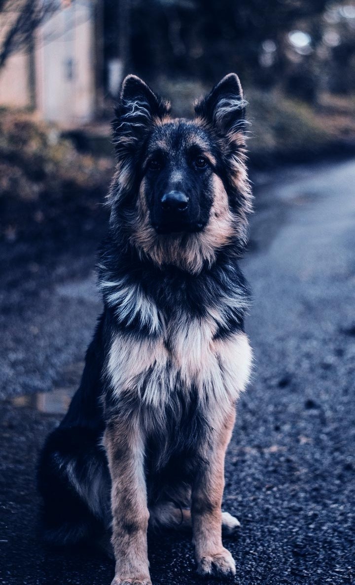 dog ❤️❤️❤️