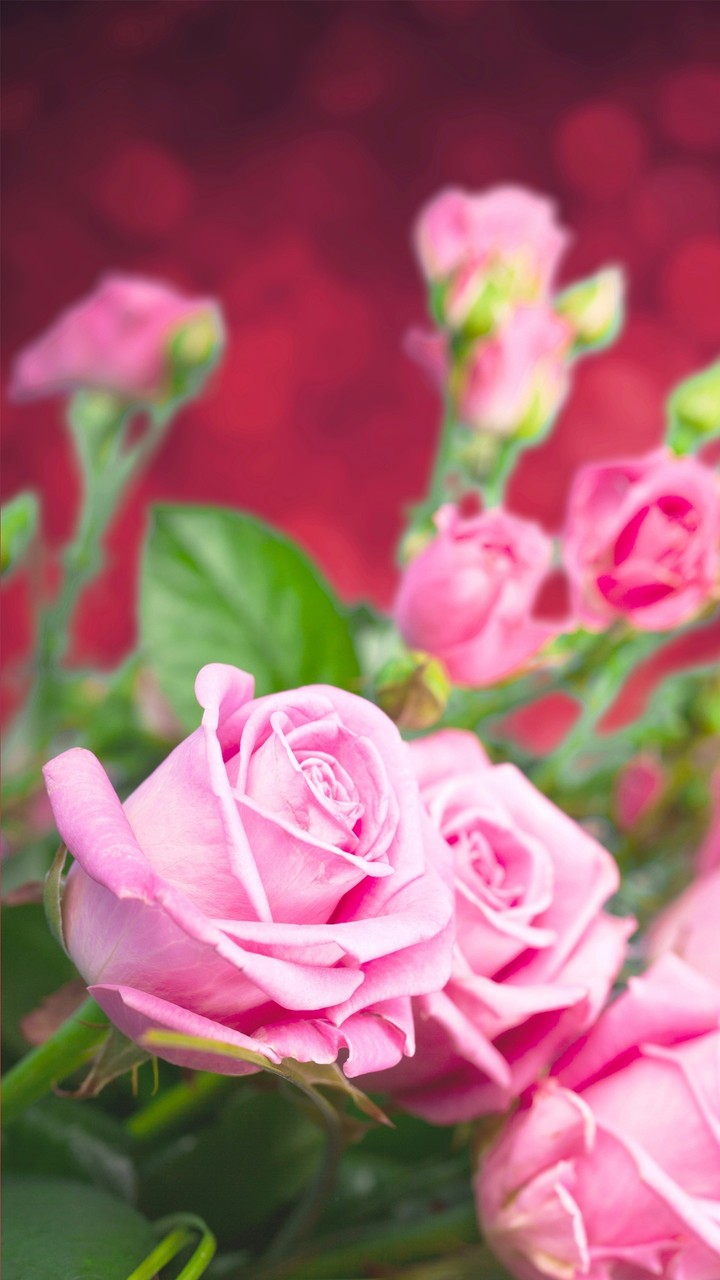 beautyfull_rose