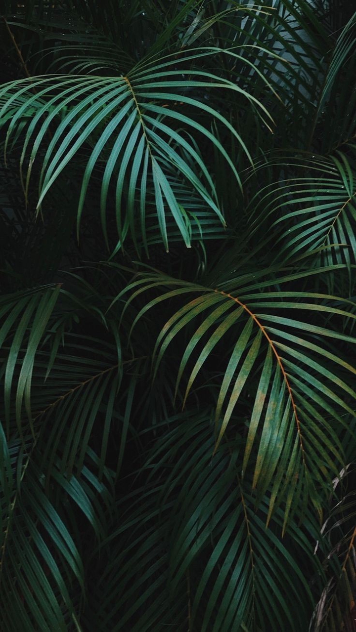 H-palmeras
