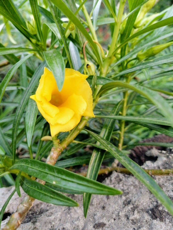 yellow flower