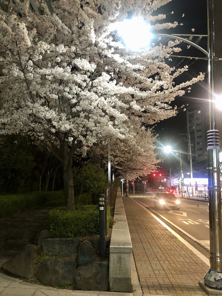 spring of korea