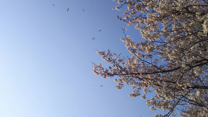 Cherry blossom with birds at Hiroshima