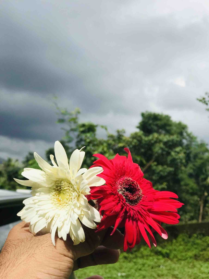 FLOWER